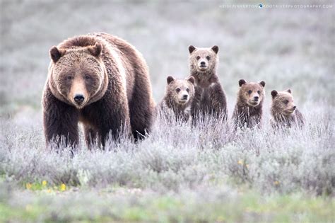 Grizzly Bear #399 and her four cubs of the year 2020 – HEIDI'S BLOG