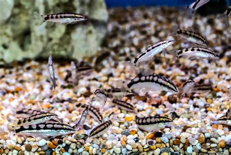 Dwarf Chain Loach - SWEET KNOWLE AQUATICS ONLINE SHOP