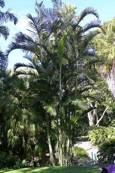 10 Cabada Palm Tree (Dypsis Cabadae) - For Indoor/Outdoor Landscape ideas | outdoor landscaping ...