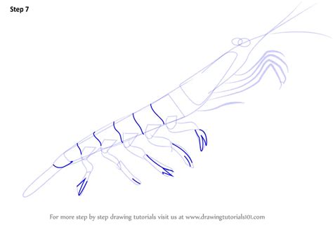 Learn How to Draw a Antarctic Krill (Antarctic Animals) Step by Step : Drawing Tutorials