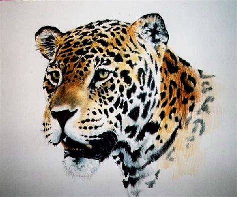 leopard | Dessin, Peinture, Illustrations