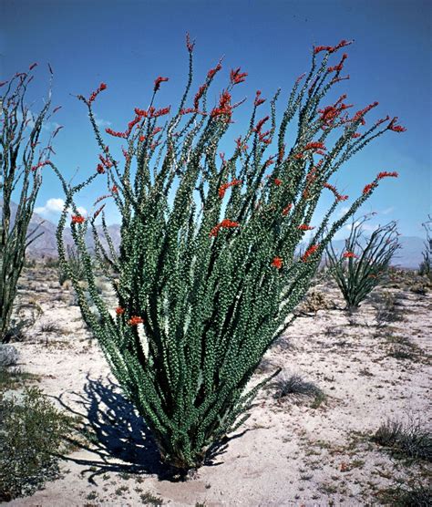 Fouquieriaceae | Description, Species, & Facts | Britannica