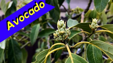 Avocado Tree Pollination Idea (PART 1) - YouTube