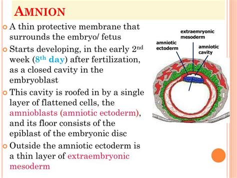 PPT - Fetal Membranes PowerPoint Presentation - ID:2090331