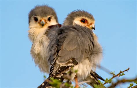 African Pygmy Falcon | San Diego Zoo Animals & Plants