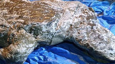 Woolly rhino from Ice Age found from Siberian region, Russian| Sangbad Pratidin
