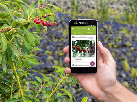 The 3 Best Free Plant Identification Apps of 2020 for Dayton Gardeners ...