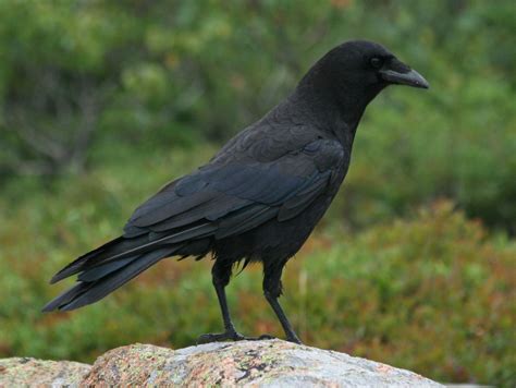 crow cawing - Google Search | Crows | Pinterest | American crow, Crows and Ravens