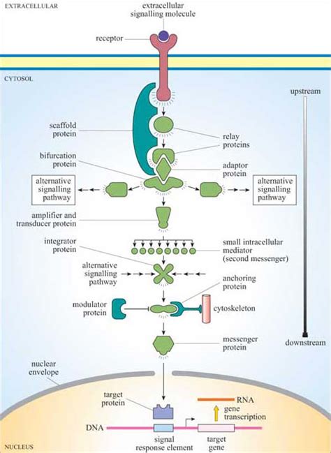 Signal Transduction Pathway Diagram