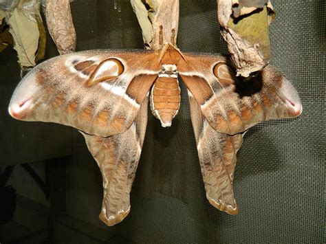 Hercules Moth: Identification, Life Cycle, Facts & Pictures