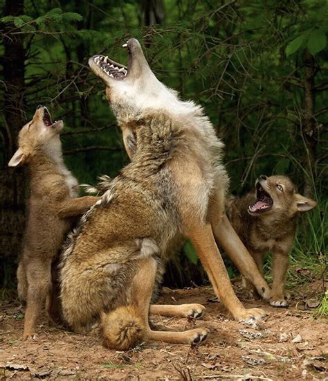 Coyote pups learning how to howl : natureismetal