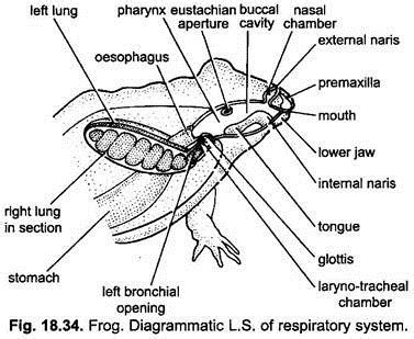 Respiratory System of Frog (With Diagram) | Vertebrates | Chordata ...