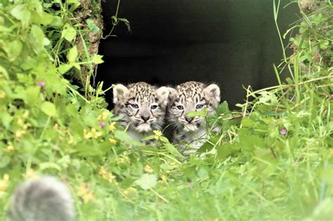 Adorable Snow Leopard Cubs Have Fun Playing In Grass