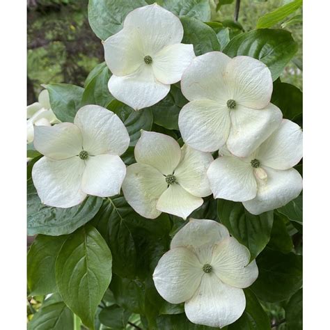 Cornus x 'Hyperion' (Flowering Dogwood)