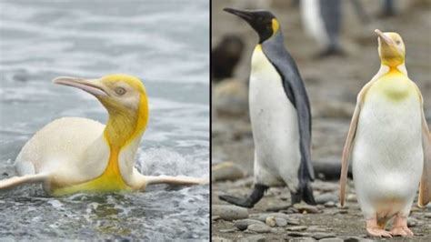 The First Ever Yellow Penguin Has Been Spotted By A Photographer