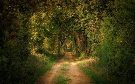 Download Greenery Forest Dirt Road Road Man Made Path HD Wallpaper