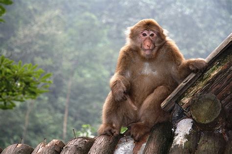 Monkey at Emei Shan | Monkey, Shan, Animals