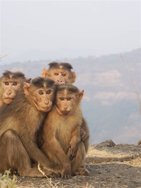 Troubled by monkeys? These tips may help you keep them away