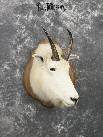 Mountain Goat taxidermy shoulder mount SKU 2265 - All Taxidermy