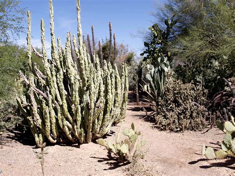 Cactus,desert,plant,hot,dry - free image from needpix.com