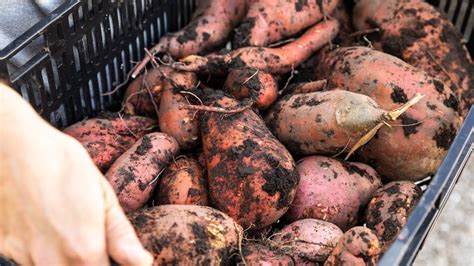 How to Harvest Sweet Potatoes - YouTube