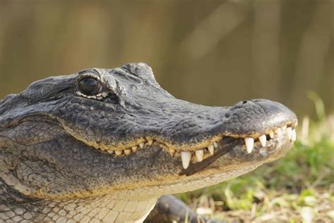 7 Facts About Florida Alligators Everyone Should Know | NFVH