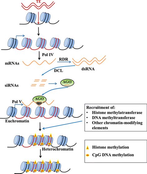 Possible mechanism of heterochromatin formation in the sex chromosome... | Download Scientific ...