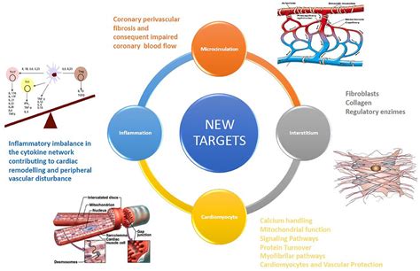 New Targets in Heart Failure Drug Therapy – Serene