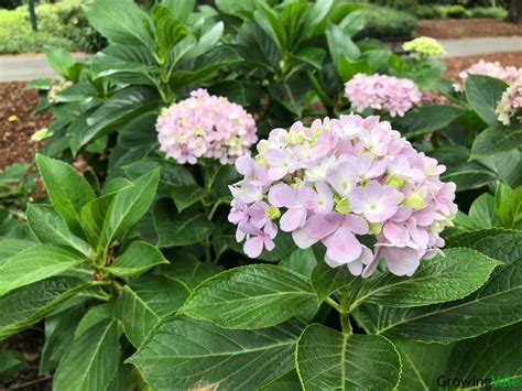 Bigleaf Hydrangea: Grow and Care Tips for French Hydrangea Bushes - GrowingVale