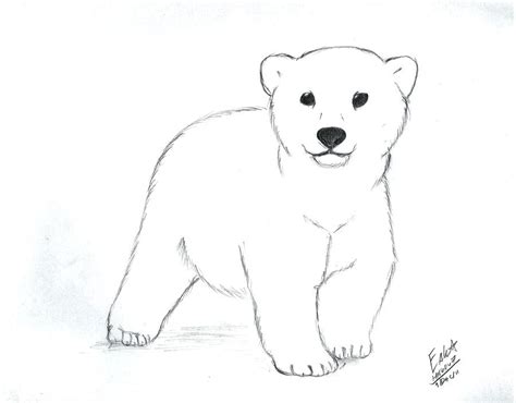 Polar Bear Outline Drawing at PaintingValley.com | Explore collection ...