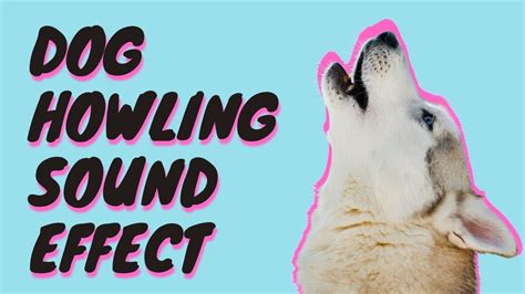 Dogs Howling How To Make Your Dog Howl Sound Effect | Dog sounds, Best dogs for families, Corgi ...