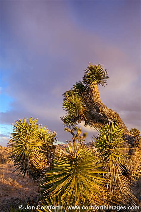 Joshua Tree Sunrise 4 Photo, Picture, Print | Cornforth Images