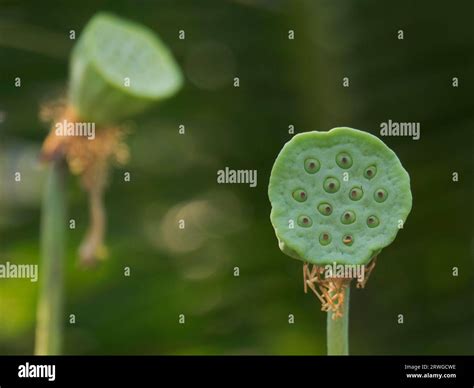Trypophobia and natural forms hi-res stock photography and images - Alamy