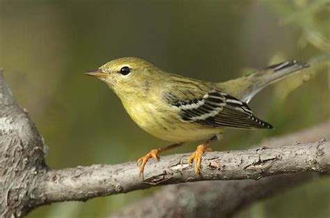 Fall ID Tips: Blackpoll Warbler vs Bay Breasted Warbler - Birds and Blooms