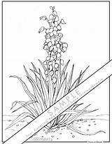 Yucca In Bloom Coloring Page sketch template