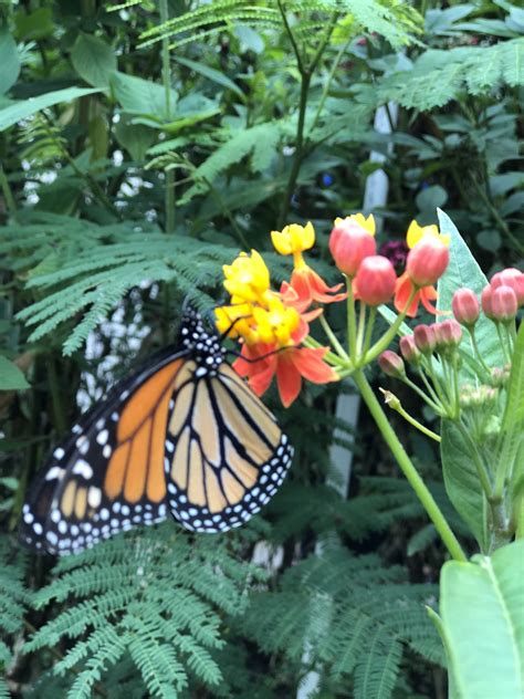 A Guide to Building a Butterfly Garden in Florida