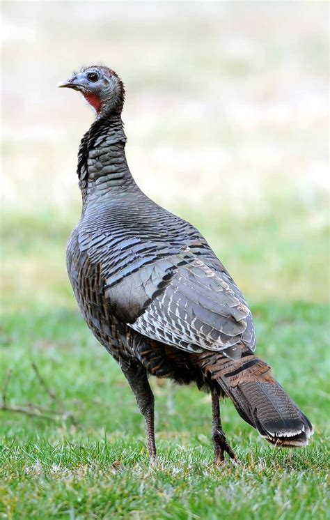 Turkey hunting, Deer hunting tips, Wild turkey