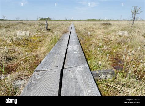 Selli-Sillaotsa Hiking Trail, Alam-Pedja Nature Reserve, Estonia Stock ...