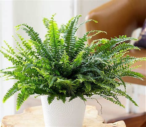 18 Indoor Fern Ideas to Create A Natural Interior Style