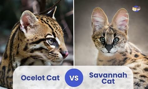 Ocelot vs Savannah Cat: Understanding the Differences