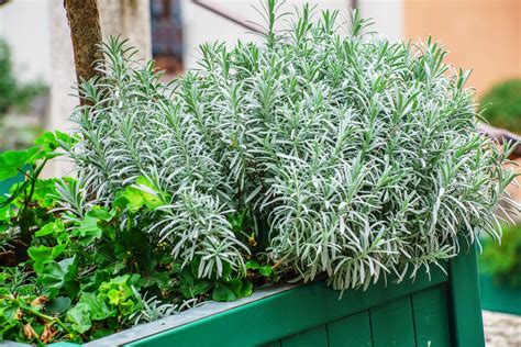 Pruning & harvesting rosemary - Plantura