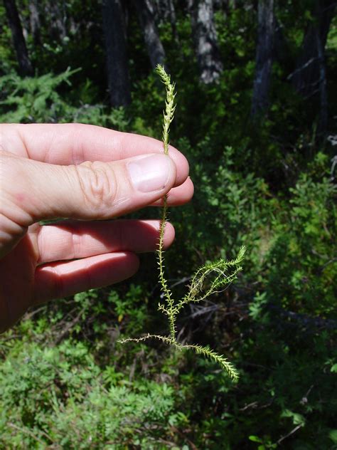 Selaginella selaginoides (northern spikemoss): Go Botany