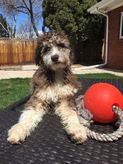 Aussiedoodle Colors - PTK Ranch