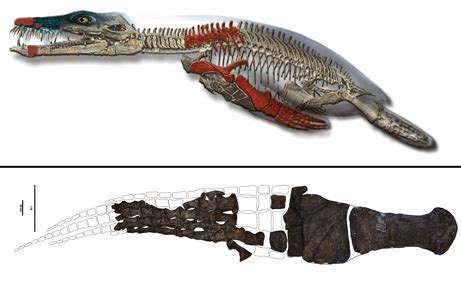 Species New to Science: [Paleontology • 2012] Pliosaurus funkei ...