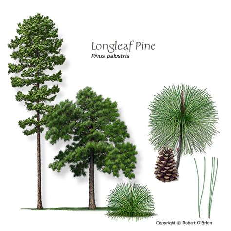 Longleaf Pine - Improved, 1.5 Generation - Containerized