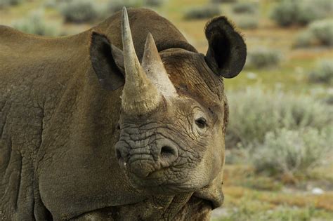 Help Protect Free-Roaming Black Rhino in Namibia - GlobalGiving