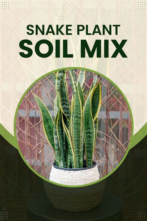 Snake plant soil mix – Artofit