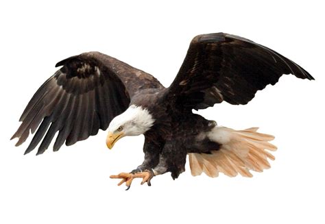 Download Bald Eagle PNG Image for Free | Eagle images, Photo clipart, Bald eagle