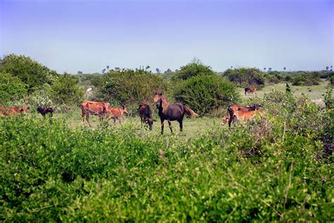 Delft Island, Sri Lanka - LANKA EXCURSIONS HOLIDAYS