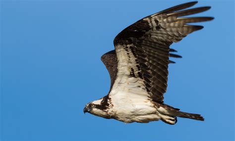 Bird On A Wire – Birds Of Ontario